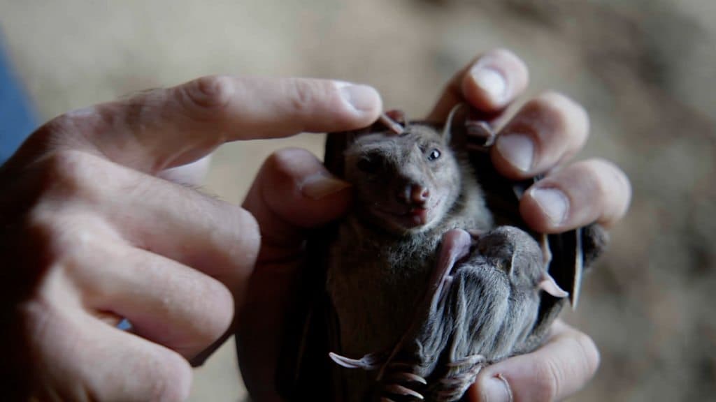 How artificial intelligence is helping us talk to animals