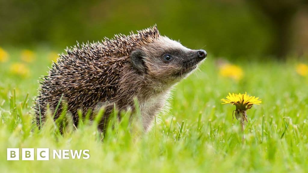 Secret of hedgehog hearing discovered at far beyond human range