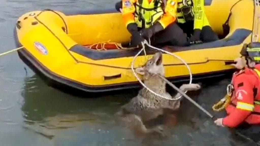 Watch: Moment wolf rescued from canal in northern Italy